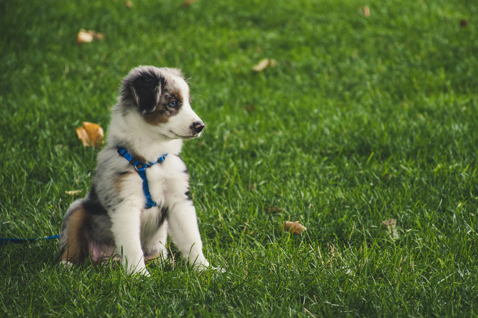 New puppy grooming at The Bark Spot