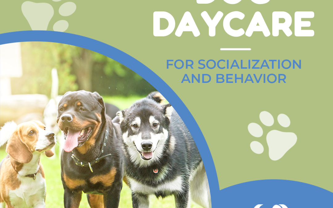 dog daycare