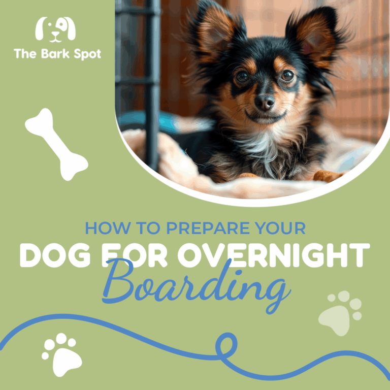 Curated visual reference: Overnight Dog Delivery Time Reference: How To Prepare Your Dog For Overnight Boarding